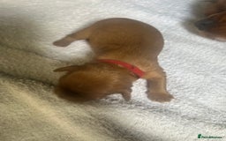 Cavalier King Charles Spaniel dogs for sale: 6 Ruby Puppies!! - Image 9