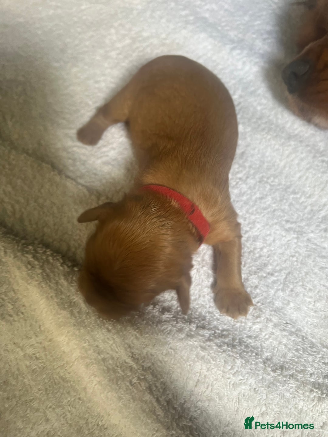 Cavalier King Charles Spaniel dogs for sale: 6 Ruby Puppies!! - Image 9