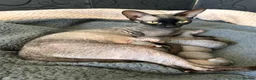 Sphynx cats for sale: Canadian x Elf Sphynx Kittens - Advert 18