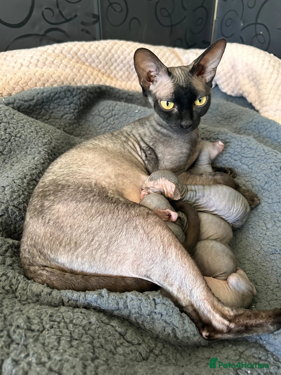 Sphynx cats for sale: Canadian x Elf Sphynx Kittens - Advert 18