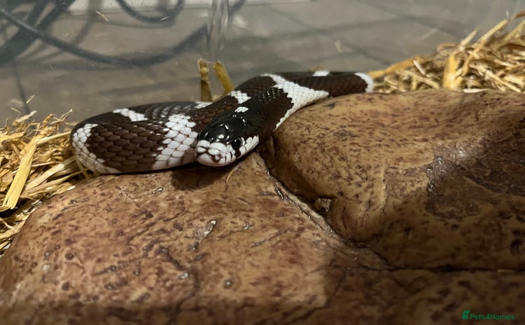 Snake reptiles - Advert 11