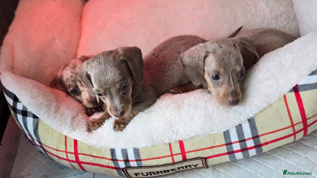 Miniature Dachshund dogs for sale: Mini dachahunds for sale  - Image 9