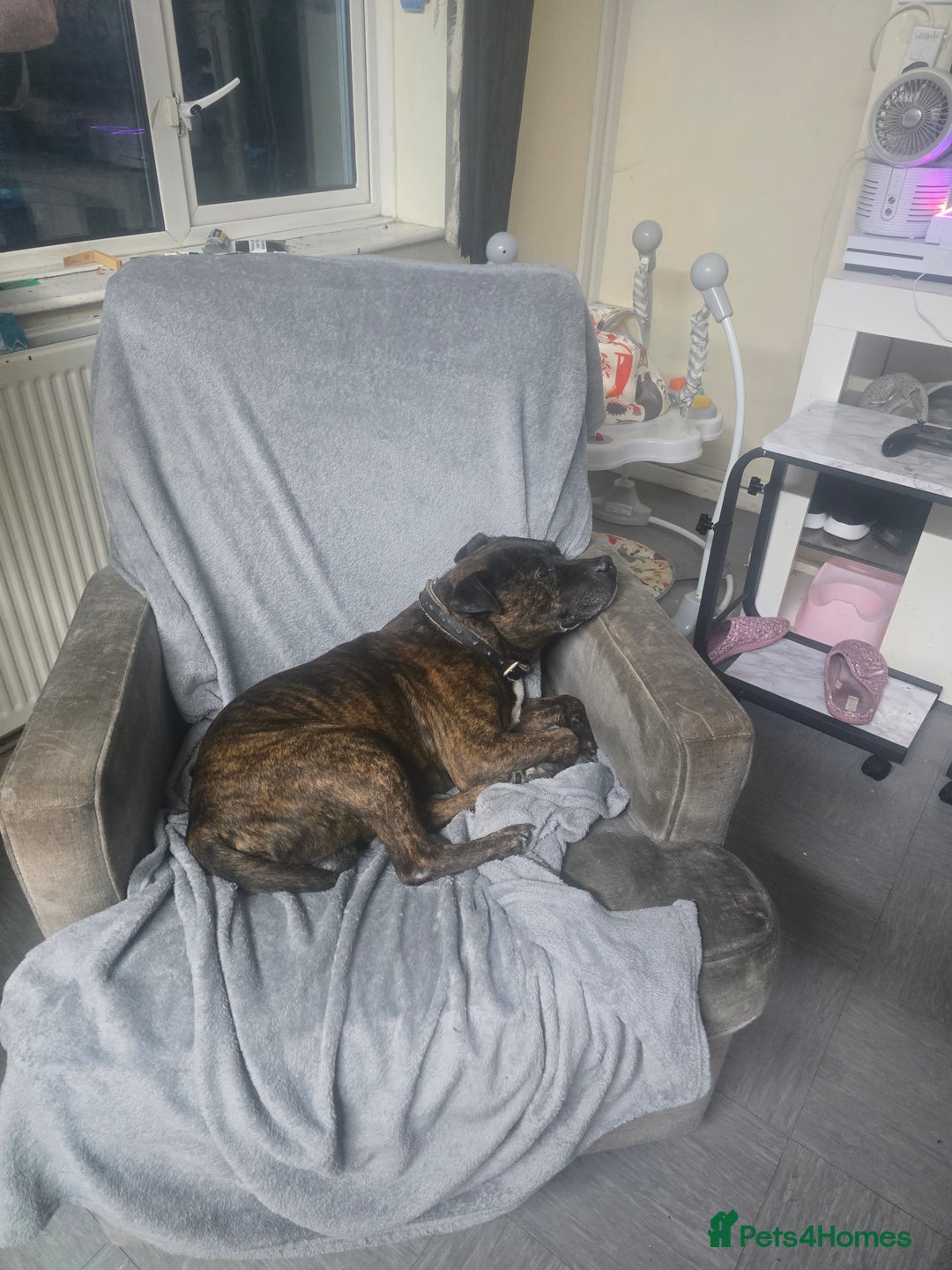 Staffordshire Bull Terrier dogs for sale: To good home - Image 12