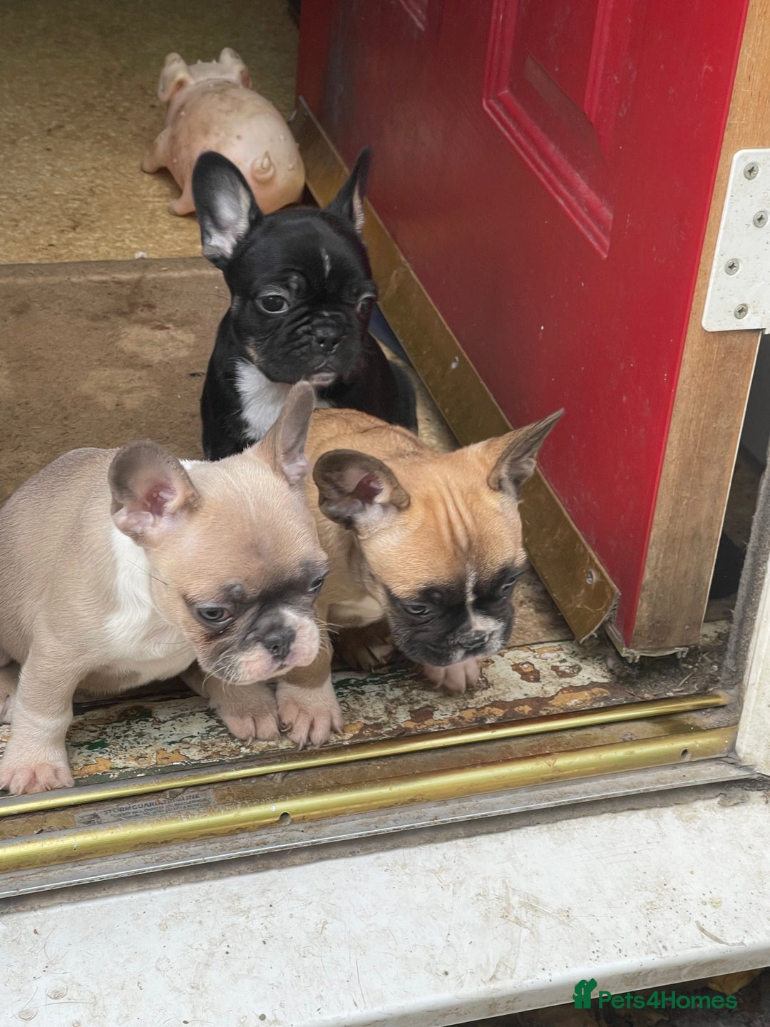 French Bulldog dogs for sale: French bulldog - Image 25