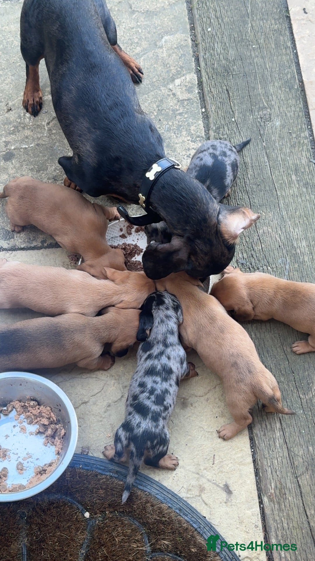 Miniature Dachshund dogs for sale: Gorgeous mini dachshunds - Image 1