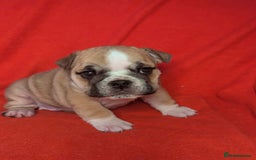 English Bulldog dogs for sale: Nine stunning bulldogs - Image 1