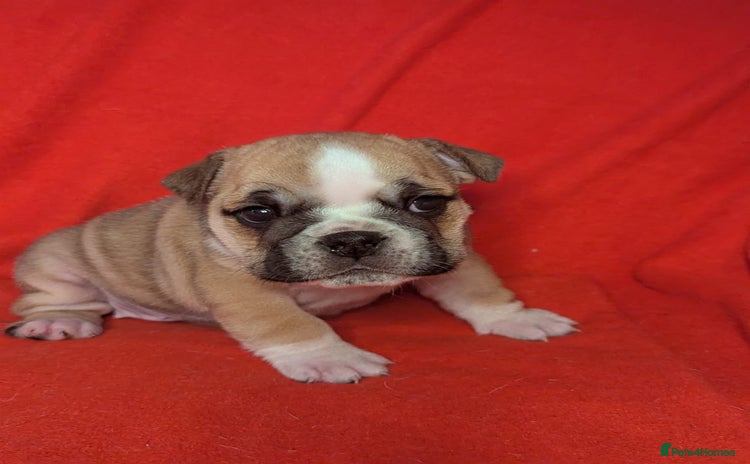 English Bulldog dogs - Advert 14