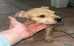 American Bull Staffy dogs for sale: 2 Female American bull x staff puppies left - Image 24
