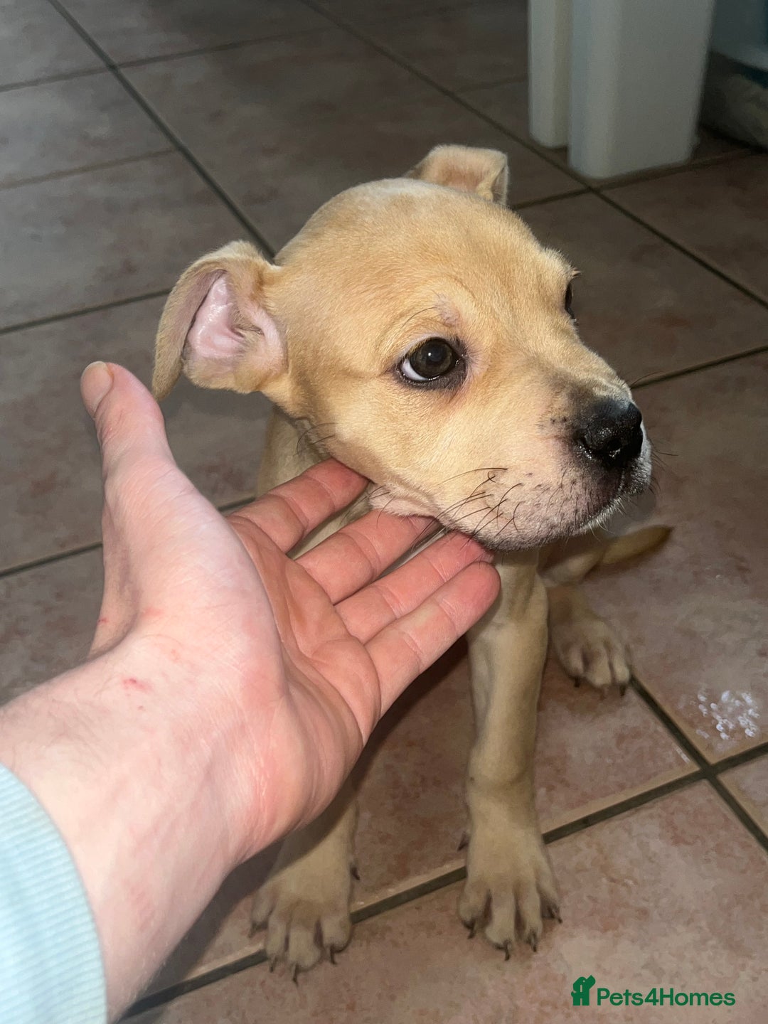 American Bull Staffy dogs for sale: 2 Female American bull x staff puppies left - Image 24