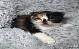 Scottish Fold cats for sale: Scottish fold + British shorthair  - Image 2