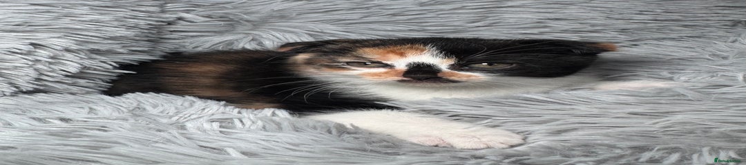 Scottish Fold Kitten 3