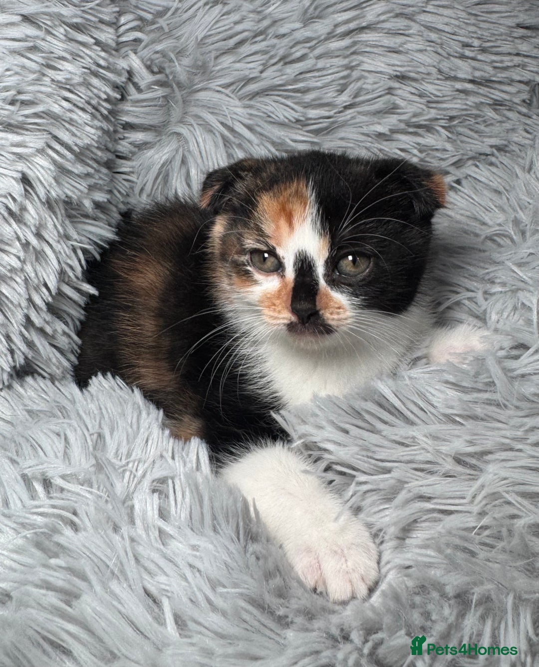 Scottish Fold cats for sale: Scottish fold + British shorthair  - Image 2