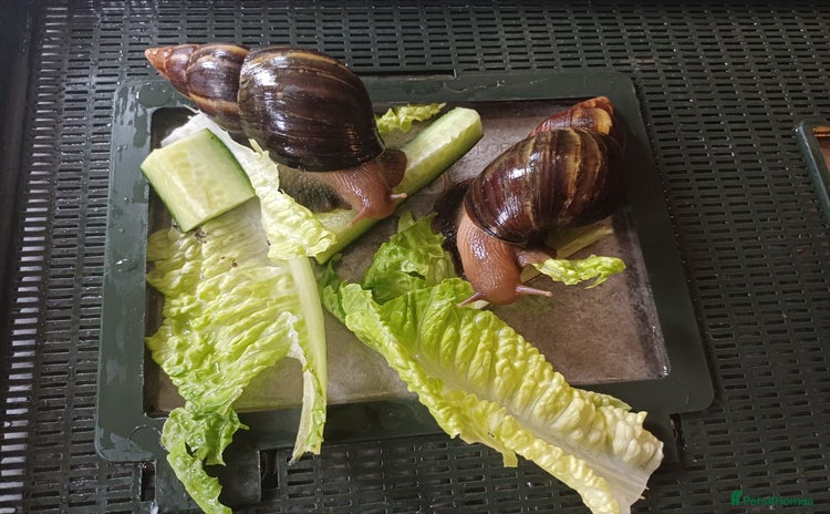 Snails invertebrates - Advert 1