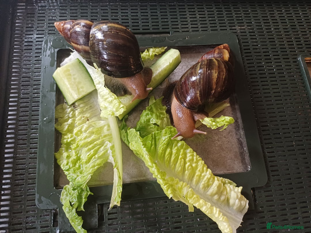 Snails invertebrates for sale: Giant African Land Snails 🐌 🐌  - Image 1