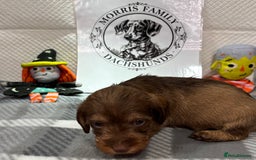 Miniature Dachshund dogs for sale: Stunning miniature wire haired dachshunds  - Image 17