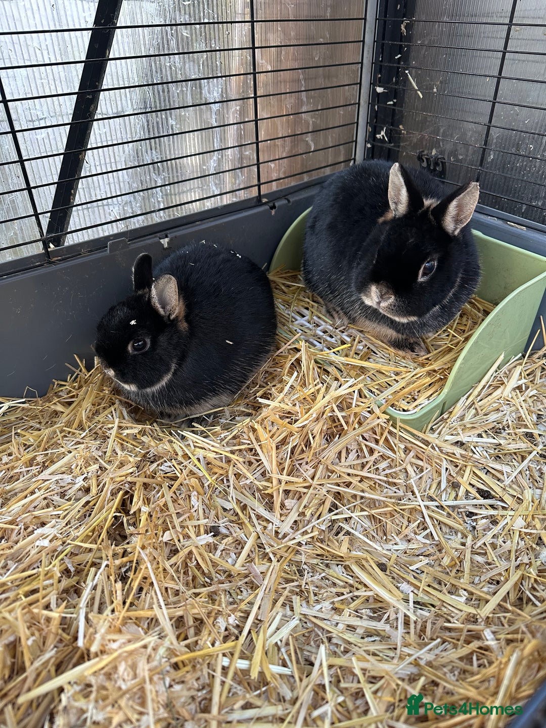 Netherland Dwarf rabbits for sale: Female black otter Netherland dwarf rabbits - Advert 5