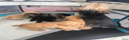 Yorkiepoo dogs for sale: Yourki poo  - Advert 3