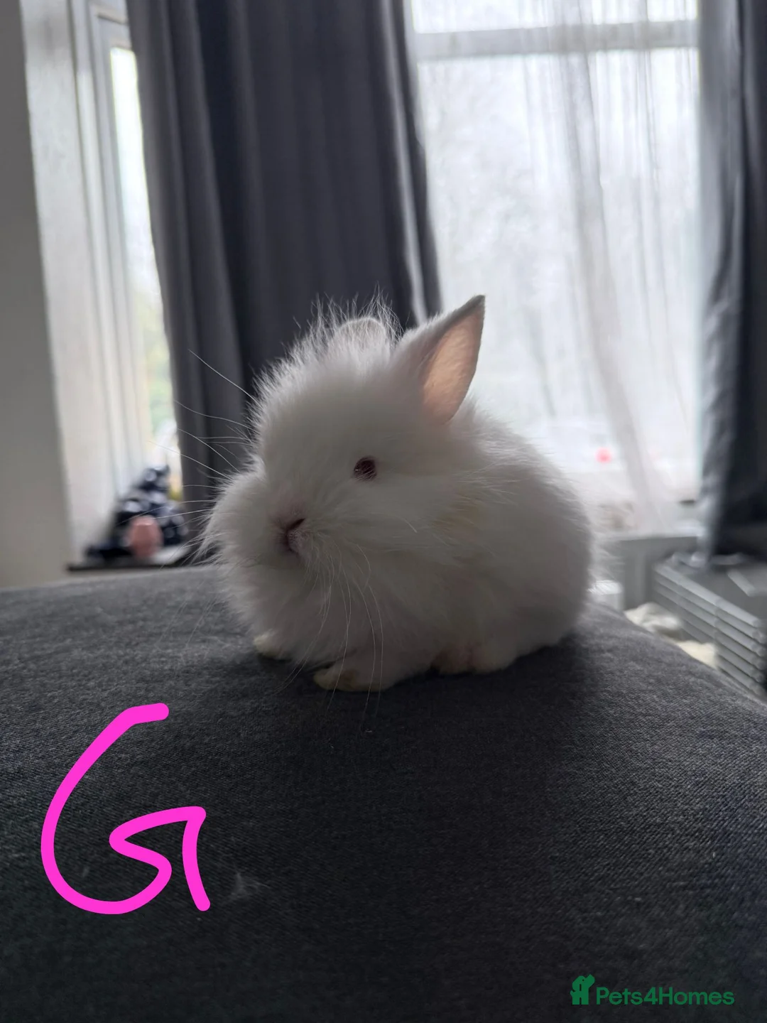 Lionhead rabbits for sale: BEAUTIFUL LIONHEAD BABY FOR SALE - Advert 3