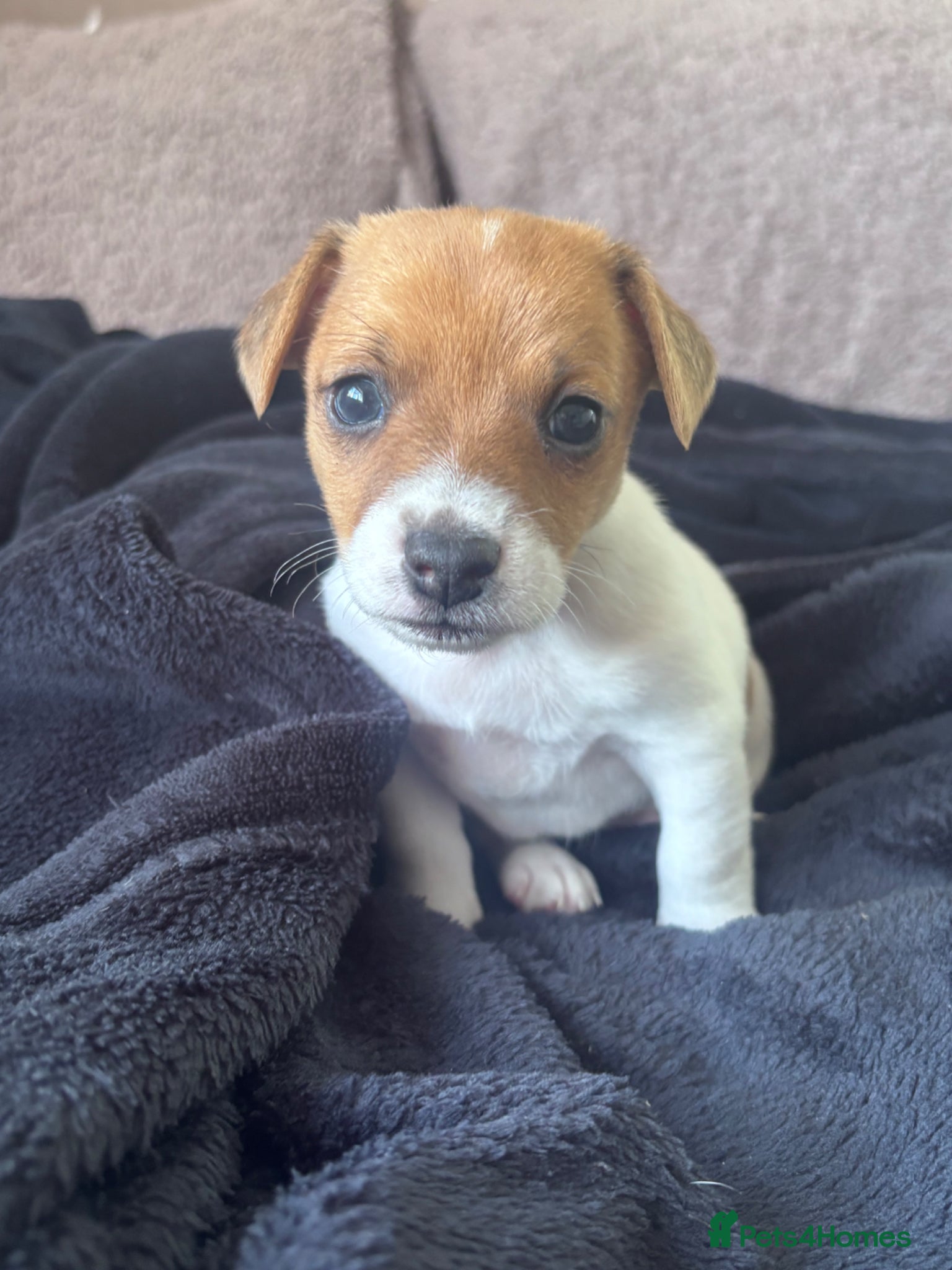 Jack Russell dogs Only one boy left Jack Russell Puppies for Sale 🐶 - Advert 15