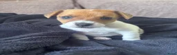 Jack Russell dogs for sale: 🐶 Beautiful Jack Russell Puppy for Sale 🐶 - Advert 14