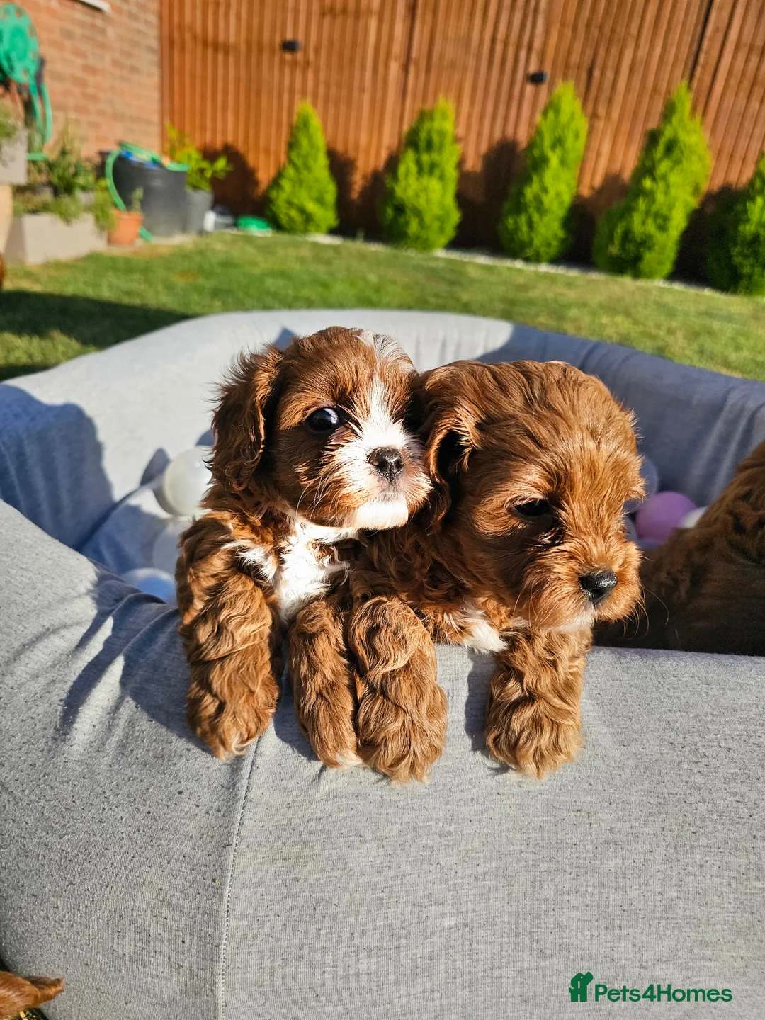 Cavapoo dogs for sale: Cavapoo puppies (toy)DNA CLEAR - Advert 26