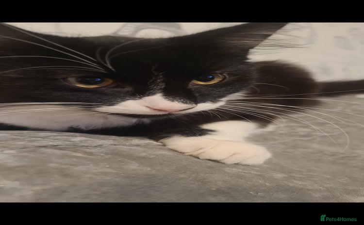 Mixed Breed cats - Advert 5
