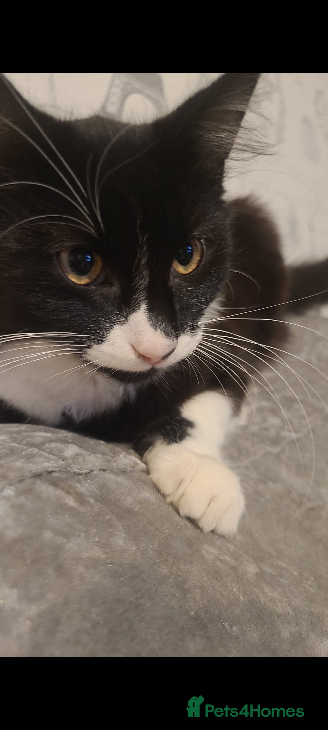 Mixed Breed cats for sale: Re-homing cat  - Image 1