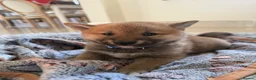 Japanese Shiba Inu dogs for sale: Six Beautiful Red Shiba Inu Puppies  ❤️🐾 - Advert 3