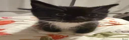 Mixed Breed cats for sale: 3x male tuxedo kittens for sale  - Advert 6