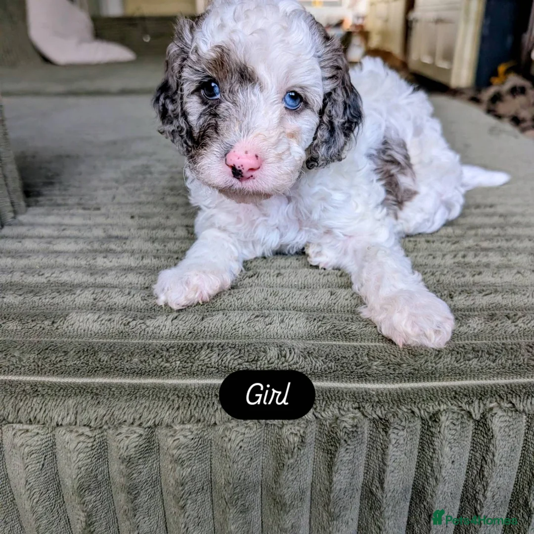 Cavapoo dogs for sale: Toy Cavapoo Puppies  in Winsford - Advert 6