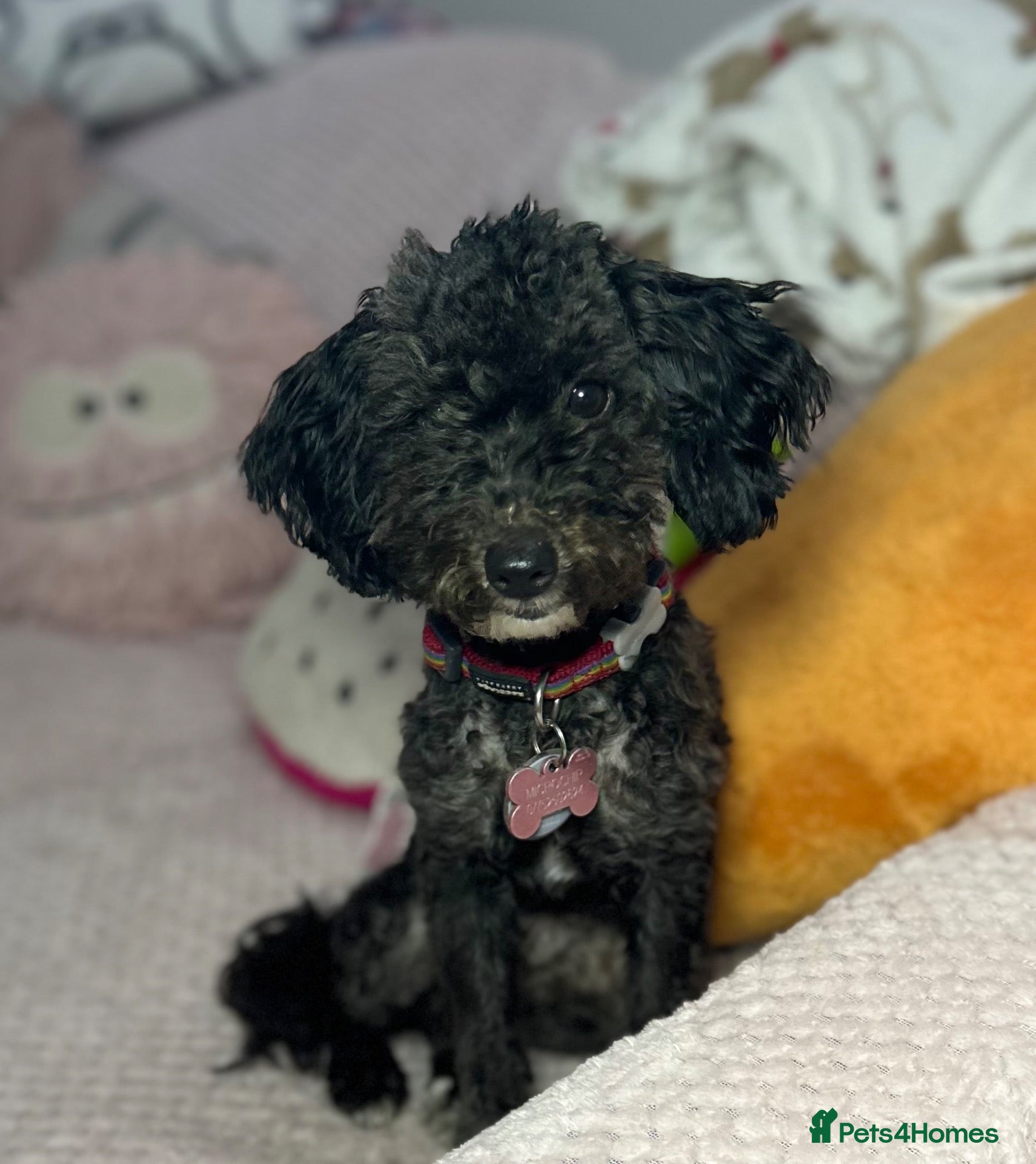 Toy Poodle dogs Little toy poodle  - Advert 9