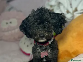 Toy Poodle dogs Little toy poodle - Advert 1