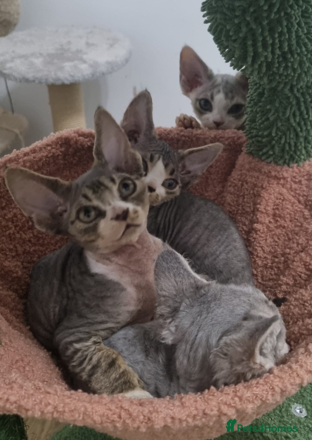 Devon Rex cats for sale: Three lovely brothers and sister - Advert 5