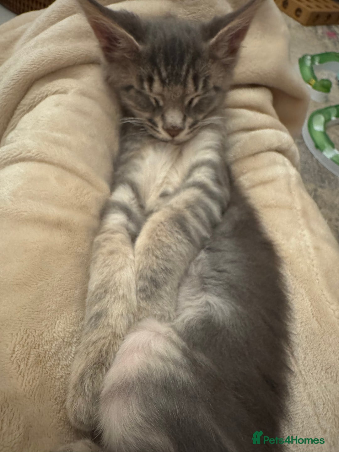 Maine Coon cats for sale: BEAUTIFUL PURE BREED MAINE COON KITTENS  - Image 10