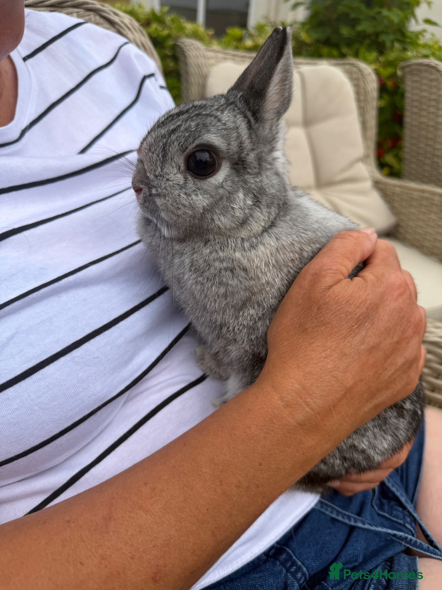 Netherland Dwarf rabbits Netherland Dwarf Female Rabbit Bunny Vaccinated  - Advert 2