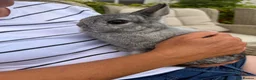 Netherland Dwarf rabbits for sale: Netherland Dwarf Female Rabbit Bunny Vaccinated  - Advert 2