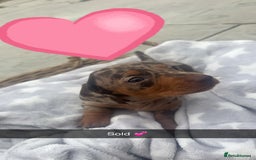 Dachshund dogs for sale: Gorgeous Dachshund Puppies - Image 11