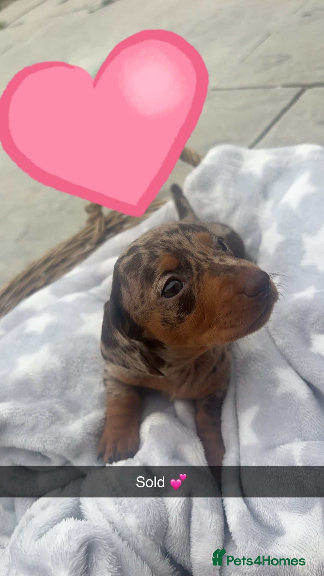 Dachshund dogs for sale: Gorgeous Dachshund Puppies - Image 11