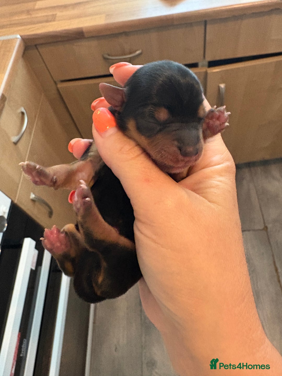 Yorkshire Terrier dogs for sale: Yorkshire terrier puppies - Image 4