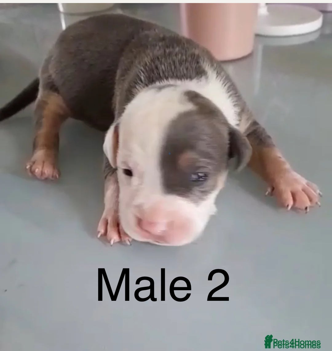 Staffordshire Bull Terrier dogs for sale: Blue tri Staffordshire bull terrier pups for sale  - Image 15