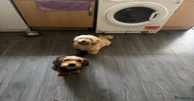 Mixed Breed dogs - Advert 16