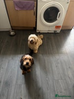 Mixed Breed dogs - Advert 13