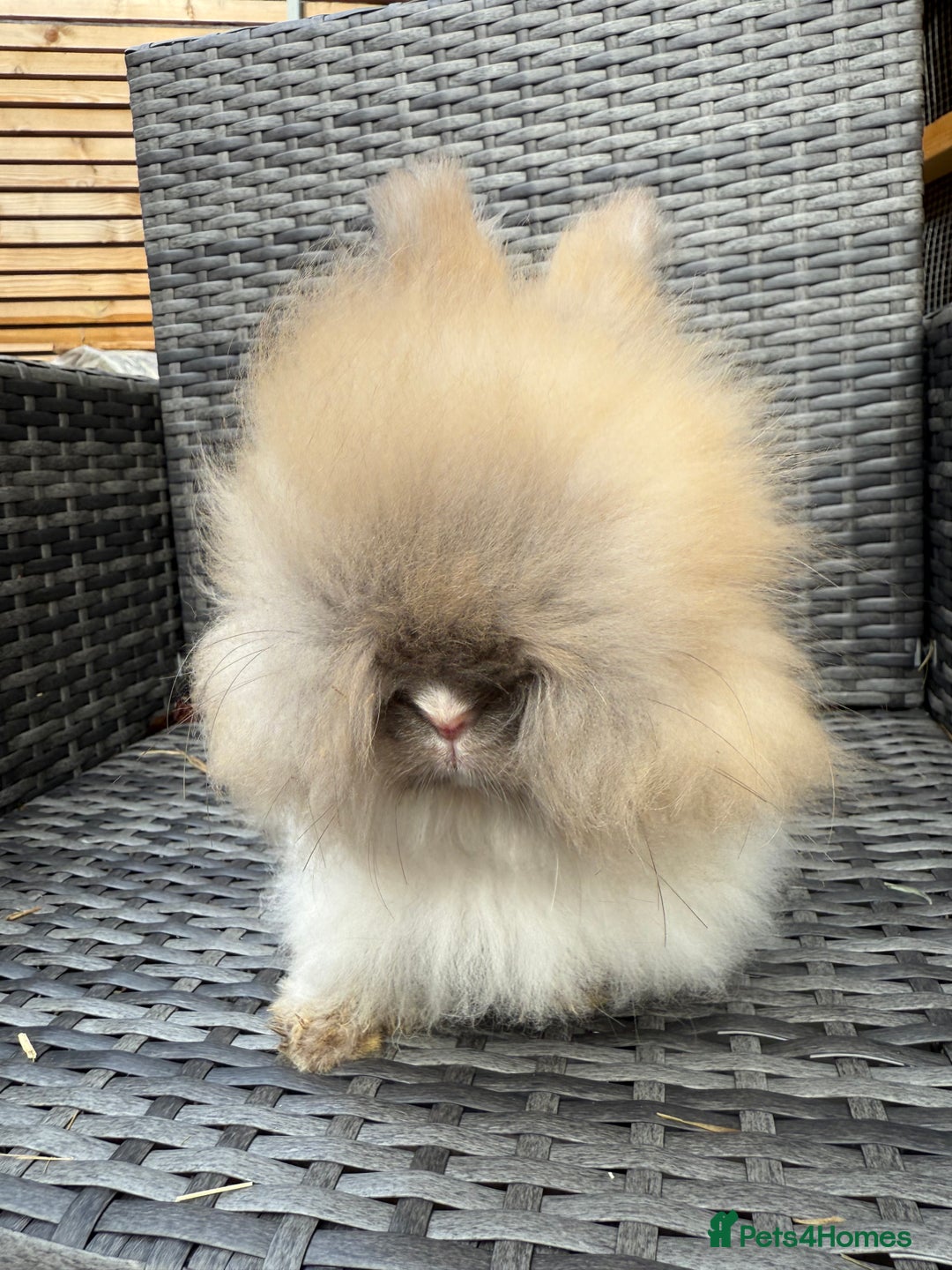 Angora rabbits for sale: English Angora Babies  - Advert 6