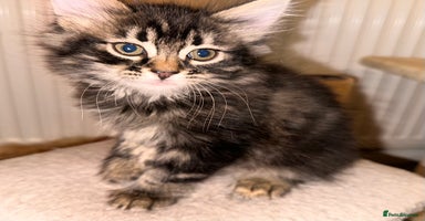 Mixed Breed cats Amiable mixed tabby kittens - Advert 9