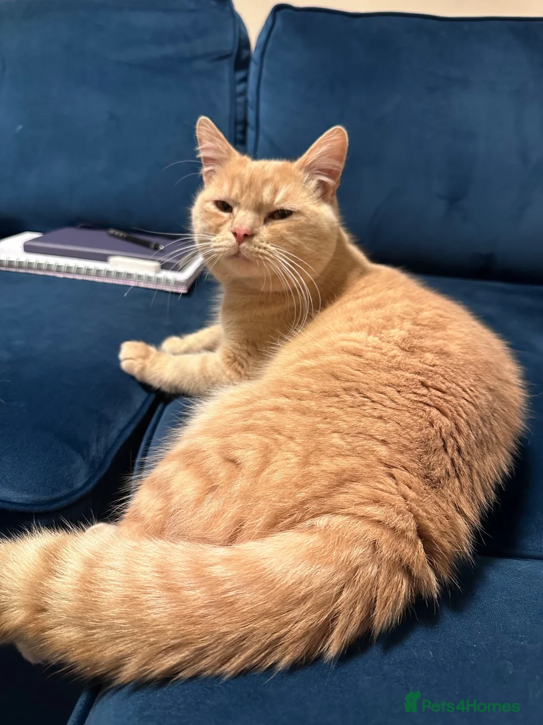 British Shorthair cats for sale: British short hair  in Bradford - Advert 2