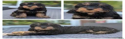 Cavapoo dogs for sale: Adorable Cavapoo puppies - Advert 8