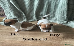 Jack Russell dogs for sale: Jack Russel Pups Short Legged - Image 16