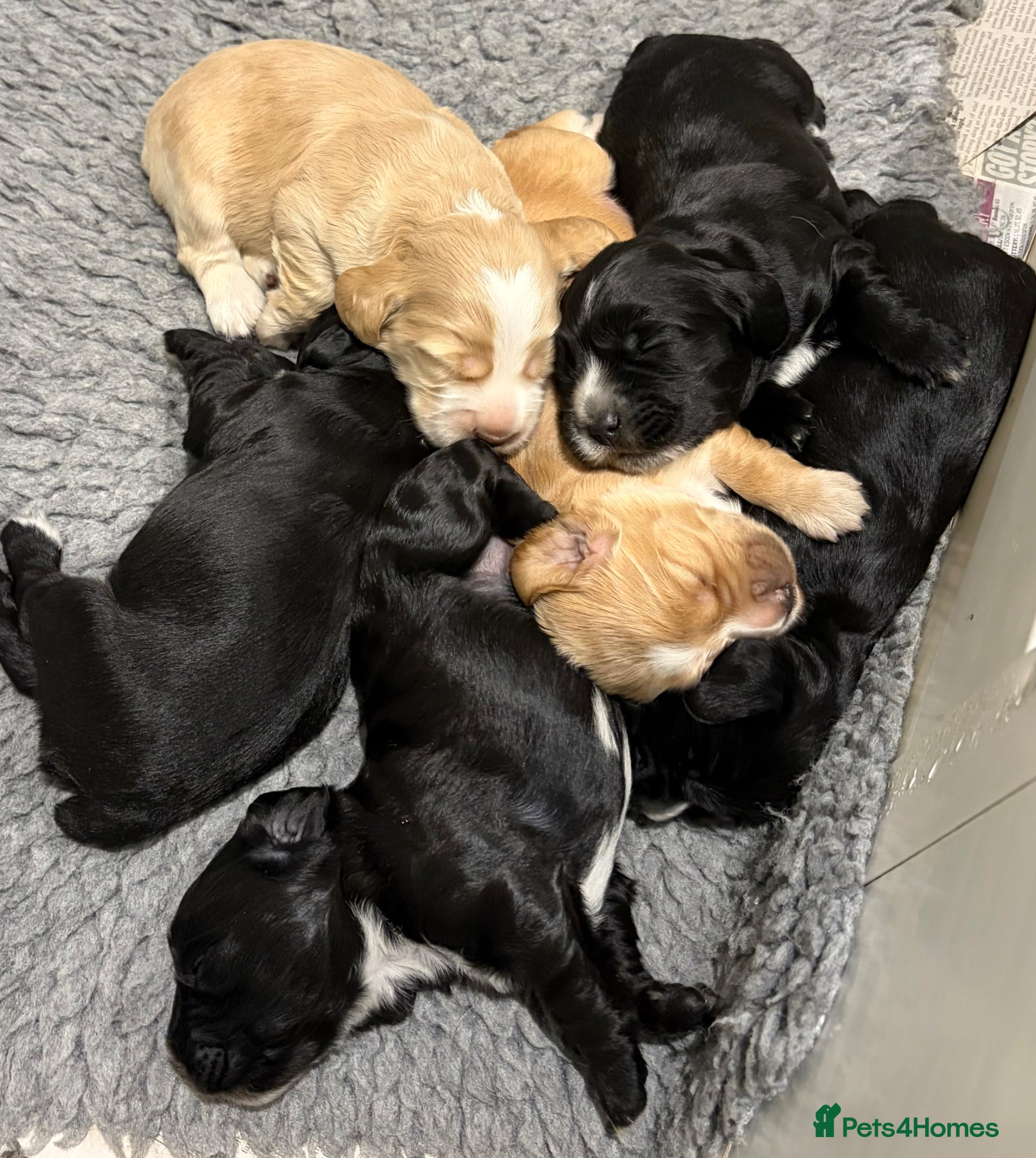 Cocker Spaniel dogs Working Cocker spaniel puppies - Advert 1