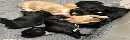 Cocker Spaniel dogs for sale: Working Cocker spaniel puppies in Chelmsford - Advert 1