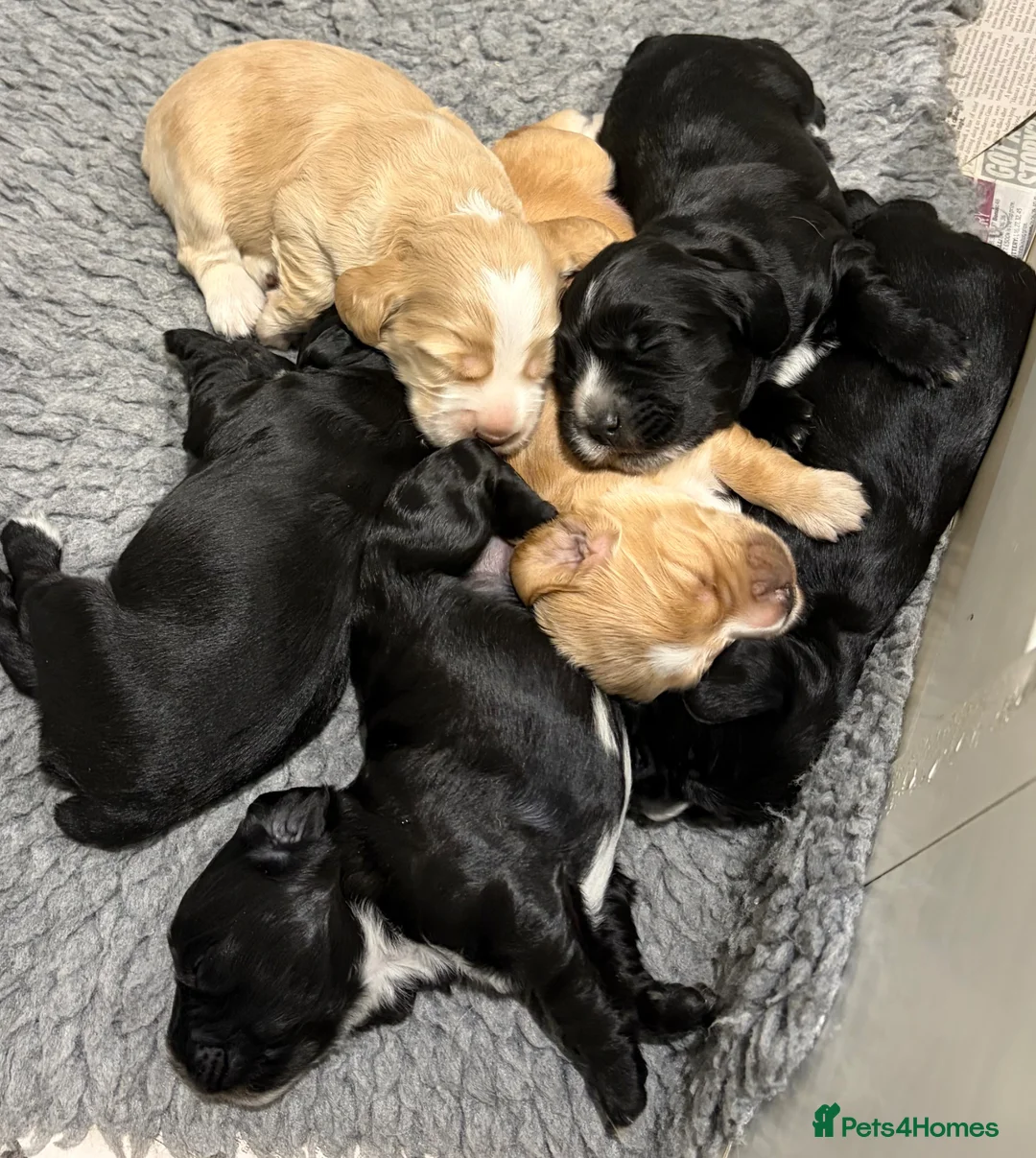 Cocker Spaniel dogs for sale: Working Cocker spaniel puppies in Chelmsford - Advert 1